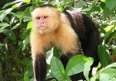 Capuchin Monkeys